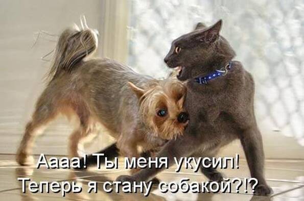 холодный лес