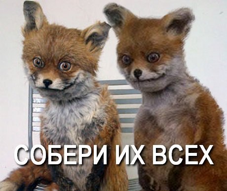 Что за мем с лисой 2018 Что за мем с лисой 2018