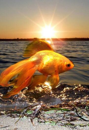 Золотая Рыбка (@tatyana14149) — моя фотография № 16