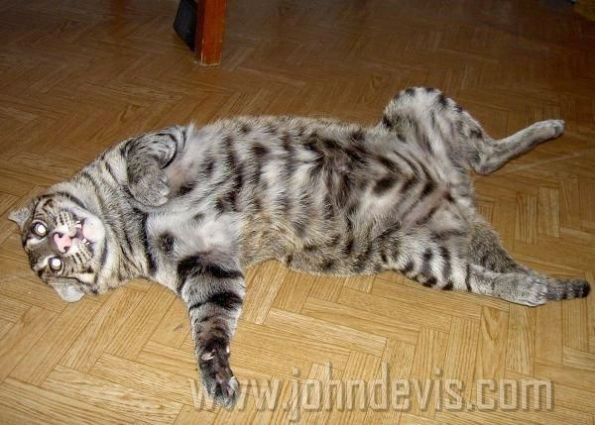 камышовый кот фото и цена онлайн