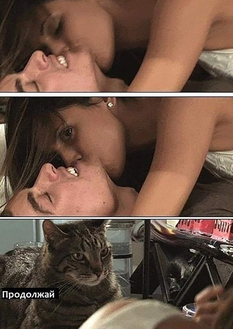 Секс Между Котами