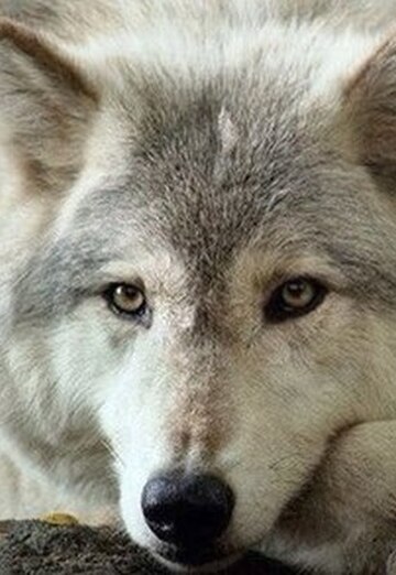 Белый Волк.!!.8.!! ★★ (@beliyvolk21) — моя фотография № 14