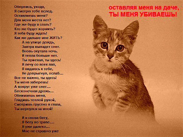 Стих о брошенном котенке Стих о брошенном котенке