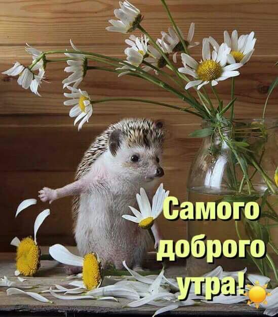Добренького утречка - Доброе утро - Анимационные блестящие картинки GIF