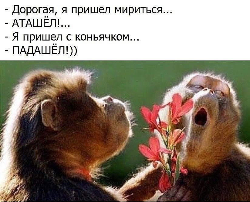 Смешные картинки ссоримся миримся