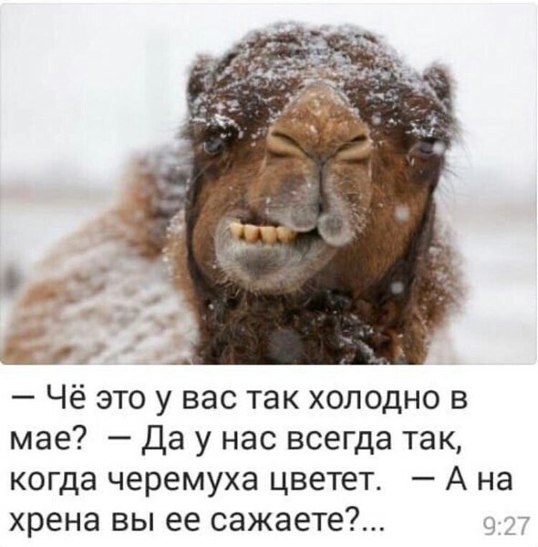 Картинки смешные про холод в мае, цветами день