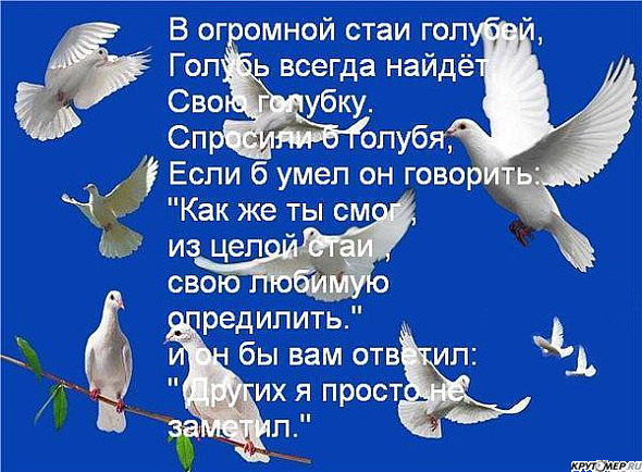 с днем свадьбы поздравления про голубей выбрать оптимальную модель