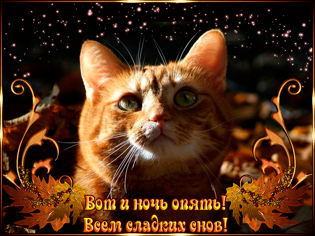 Флеш открытки с котом